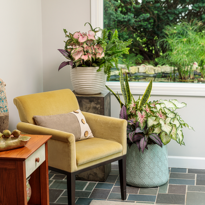 Heart to Heart 'Heart and Soul' Heart to Heart 'Heart and Soul' Sun or Shade Caladium in use.