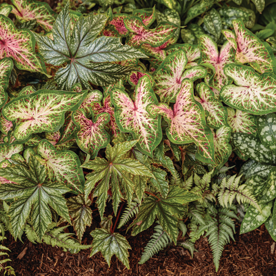 Heart to Heart 'Heart and Soul' Heart to Heart 'Heart and Soul' Sun or Shade Caladium in use.