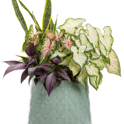 Heart to Heart 'Heart and Soul' Heart to Heart 'Heart and Soul' Sun or Shade Caladium in use.