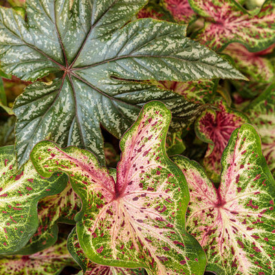 Heart to Heart 'Heart and Soul' Sun or Shade Caladium in use.