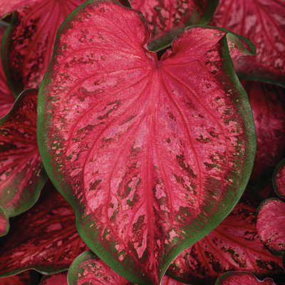 Heart to Heart 'Scarlet Flame' Sun or Shade Caladium up close.