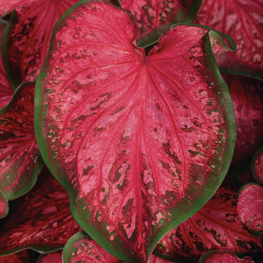Heart to Heart® 'Scarlet Flame' Sun or Shade Caladium