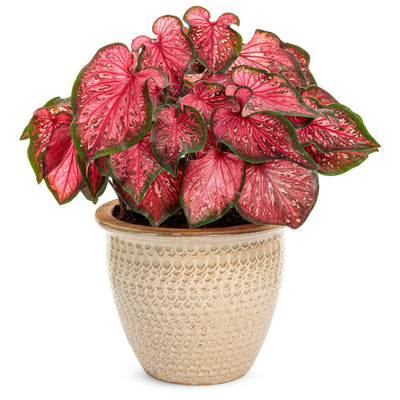 Heart to Heart® 'Scarlet Flame' Sun or Shade Caladium (Caladium hortulanum)