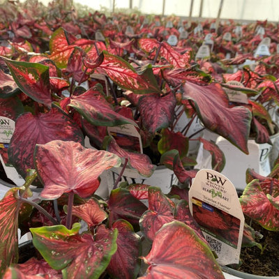 Heart to Heart 'Scarlet Flame' Sun or Shade Caladium in use.