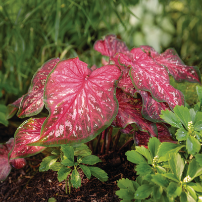 Heart to Heart 'Scarlet Flame' Sun or Shade Caladium in use.