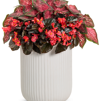 Heart to Heart 'Scarlet Flame' Sun or Shade Caladium in use.