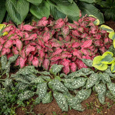 Heart to Heart 'Scarlet Flame' Sun or Shade Caladium in use.