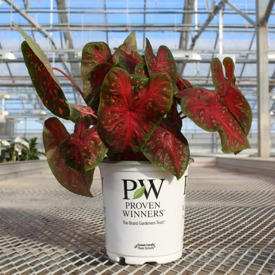 Heart to Heart 'Scarlet Flame' Sun or Shade Caladium in use.