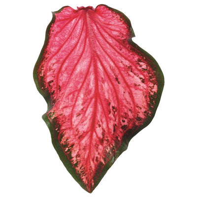 Heart to Heart® 'Scarlet Flame' Sun or Shade Caladium (Caladium hortulanum)