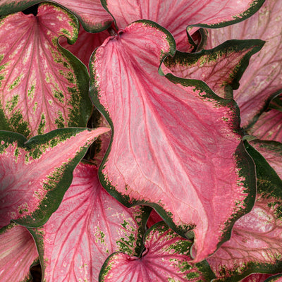 Heart to Heart Va Va Violet Heart to Heart Va Va Violet Shade Caladium up close.