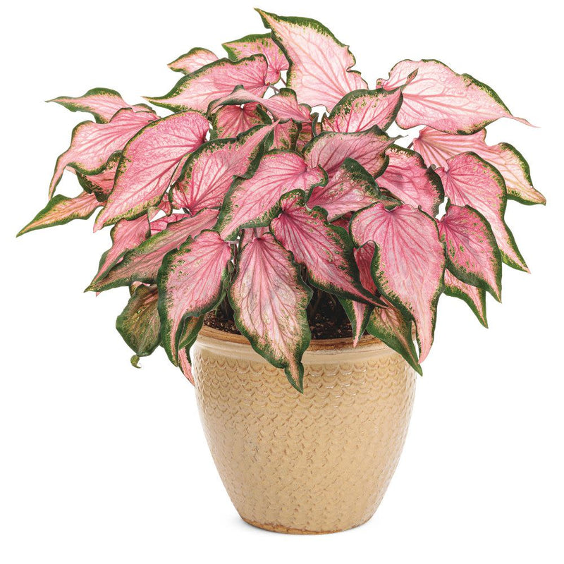 Heart to Heart® Va Va Violet™ Shade Caladium (Caladium hortulanum)