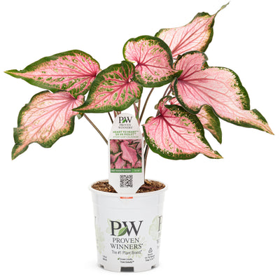 Heart to Heart Va Va Violet Heart to Heart Va Va Violet Shade Caladium in container.