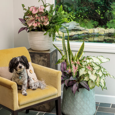 Heart to Heart Va Va Violet Heart to Heart Va Va Violet Shade Caladium in use.