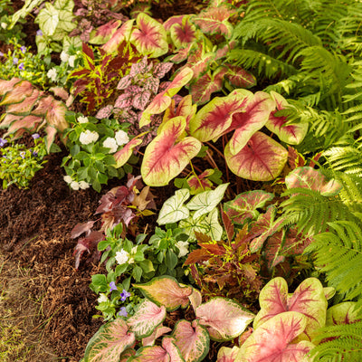 Heart to Heart Va Va Violet Heart to Heart Va Va Violet Shade Caladium in use.