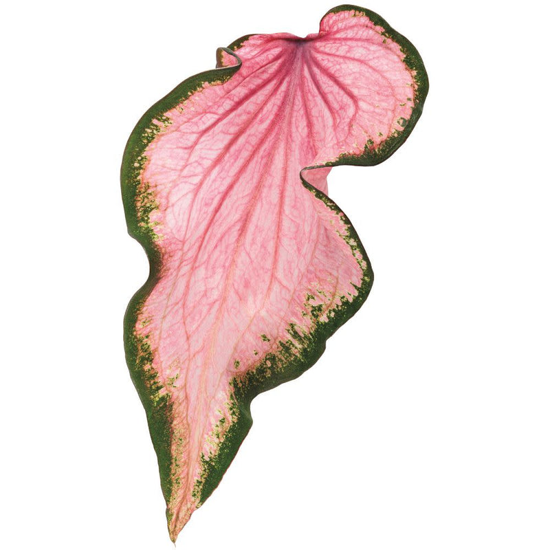 Heart to Heart® Va Va Violet™ Shade Caladium (Caladium hortulanum)