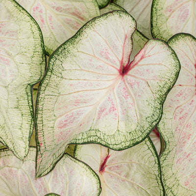 Heart to Heart 'White Wonder' Sun or Shade Caladium up close.