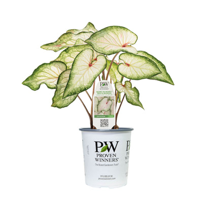 Limited Edition Royale | Heart to Heart® 'White Wonder' Christmas Caladium