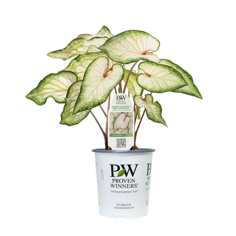 Limited Edition Royale | Heart to Heart® &