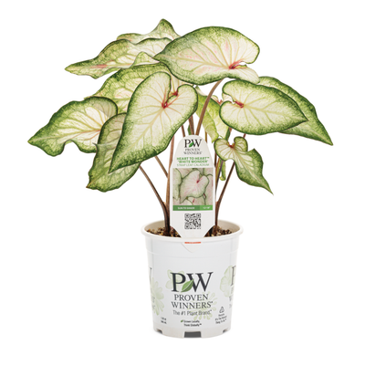 Heart to Heart 'White Wonder' Sun or Shade Caladium in container.