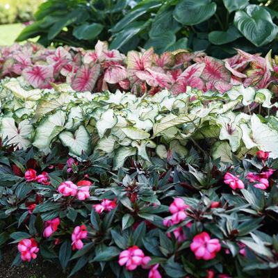 Heart to Heart 'White Wonder' Sun or Shade Caladium in use.