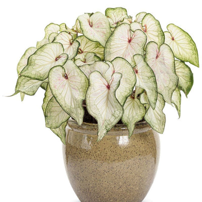 Heart to Heart 'White Wonder' Sun or Shade Caladium in use.