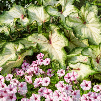 Heart to Heart 'White Wonder' Sun or Shade Caladium in use.