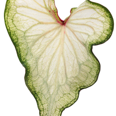 Heart to Heart 'White Wonder' Sun or Shade Caladium in macro.