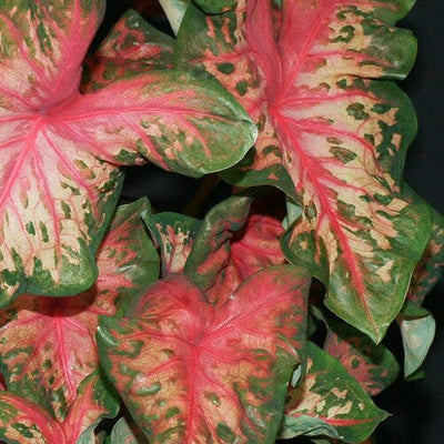 Heart to Heart 'Clowning Around' Shade Caladium up close.