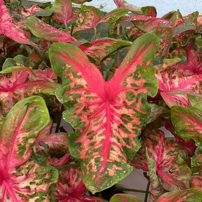 Heart to Heart 'Clowning Around' Shade Caladium up close.