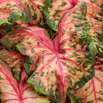 Heart to Heart 'Clowning Around' Shade Caladium up close.