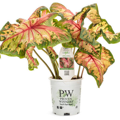 Heart to Heart 'Clowning Around' Shade Caladium in container.