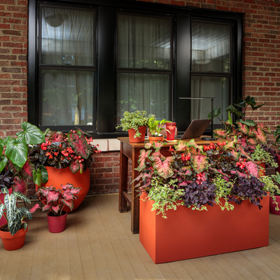 Heart to Heart 'Clowning Around' Heart to Heart 'Clowning Around' Shade Caladium in use.
