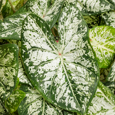 Heart to Heart 'Snow Flurry' Shade Caladium up close.