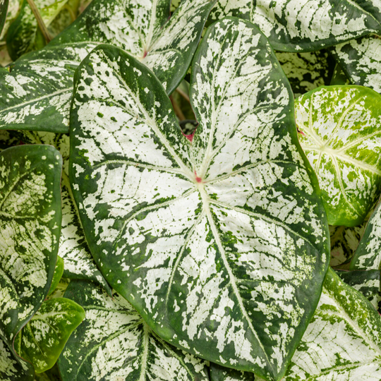 Heart to Heart® 'Snow Flurry' Shade Caladium