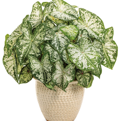 Heart to Heart® 'Snow Flurry' Shade Caladium (Caladium hortulanum)