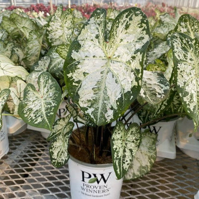 Heart to Heart 'Snow Flurry' Shade Caladium in focus.