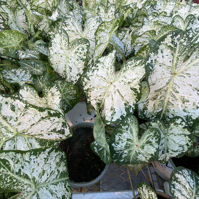 Heart to Heart 'Snow Flurry' Shade Caladium in use.