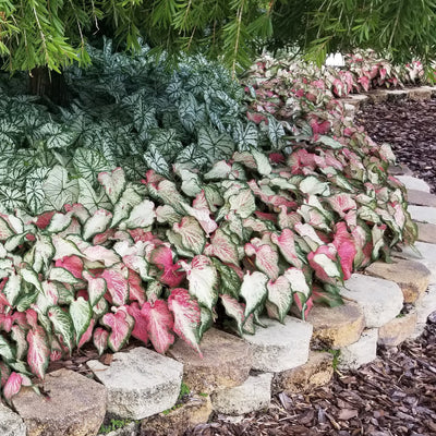 Heart to Heart 'Snow Flurry' Shade Caladium in use.