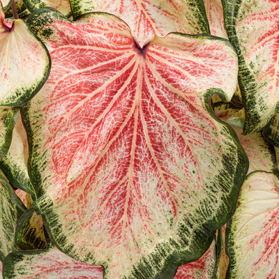 Heart to Heart 'Bold 'N Beautiful' Sun or Shade Caladium up close.