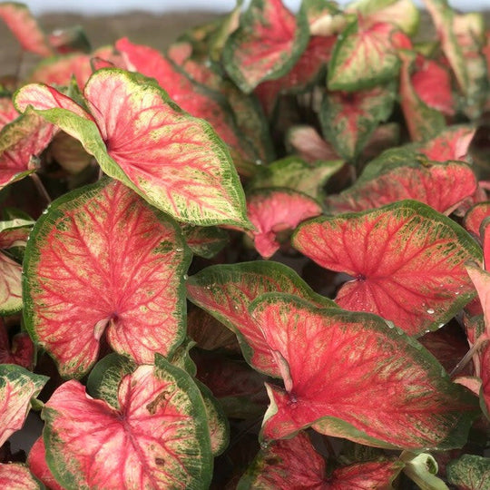 Limited Edition Royale | Heart to Heart® 'Bold 'N Beautiful' Christmas Caladium