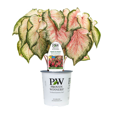 Limited Edition Royale | Heart to Heart® 'Bold 'N Beautiful' Christmas Caladium