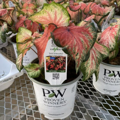 Heart to Heart 'Bold 'N Beautiful' Sun or Shade Caladium in use.