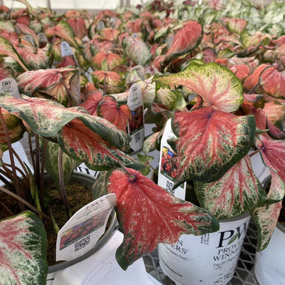 Heart to Heart 'Bold 'N Beautiful' Sun or Shade Caladium in use.