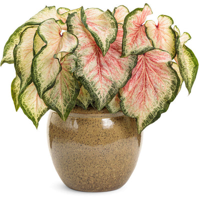 Heart to Heart 'Bold 'N Beautiful' Sun or Shade Caladium in use.