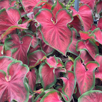 Heart to Heart 'Hot 2 Trot' Sun or Shade Caladium up close.