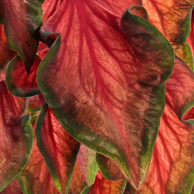 Heart to Heart 'Hot 2 Trot' Sun or Shade Caladium up close.