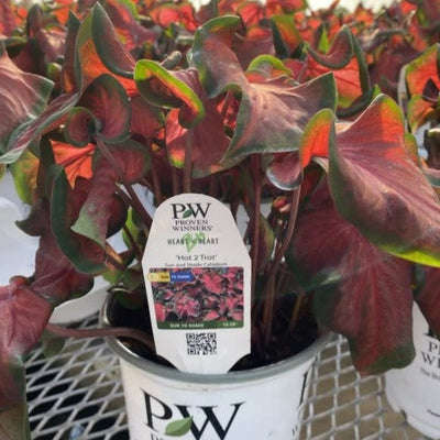 Heart to Heart 'Hot 2 Trot' Sun or Shade Caladium in focus.