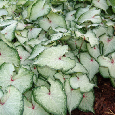 Heart to Heart 'White Star' Heart to Heart 'White Star' Sun or Shade Caladium up close.