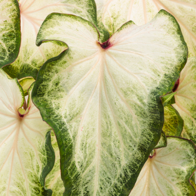 Heart to Heart 'White Star' Heart to Heart 'White Star' Sun or Shade Caladium up close.