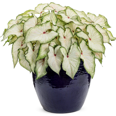 Heart to Heart 'White Star' Heart to Heart 'White Star' Sun or Shade Caladium in use.